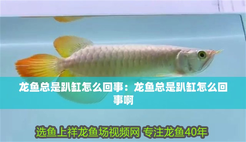 龍魚總是趴缸怎么回事：龍魚總是趴缸怎么回事啊