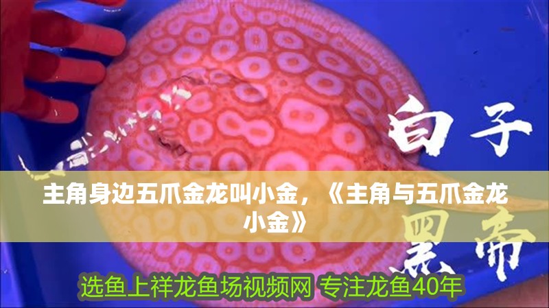 主角身邊五爪金龍叫小金，《主角與五爪金龍小金》