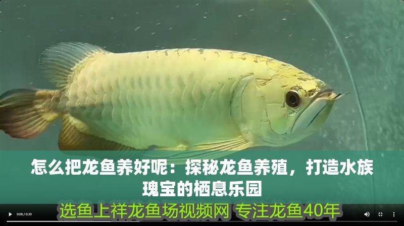 怎么把龍魚養好呢：探秘龍魚養殖，打造水族瑰寶的棲息樂園