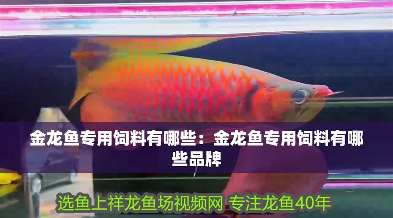 金龍魚專用飼料有哪些：金龍魚專用飼料有哪些品牌