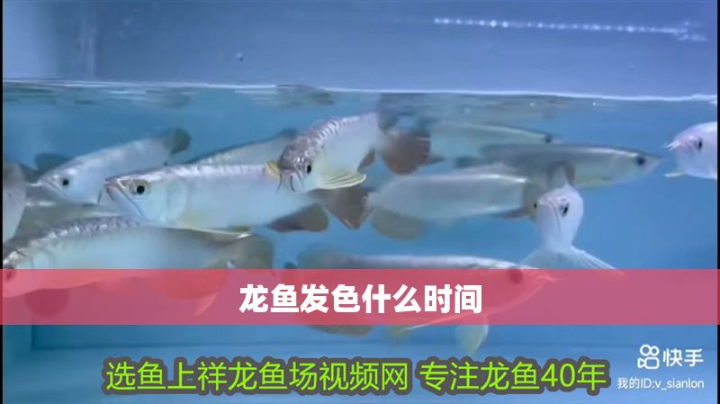 龍魚發(fā)色什么時(shí)間