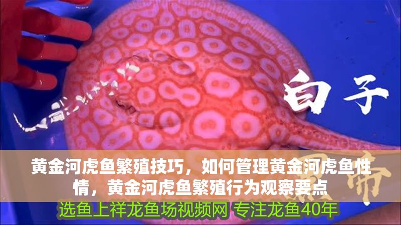 黃金河虎魚繁殖技巧，如何管理黃金河虎魚性情，黃金河虎魚繁殖行為觀察要點(diǎn)