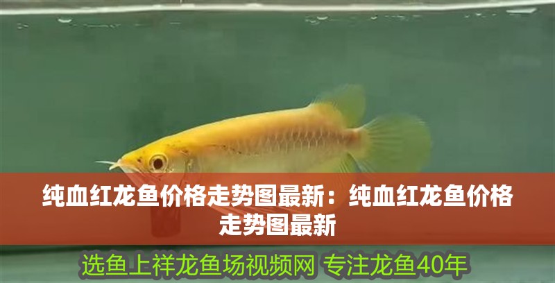 純血紅龍魚價格走勢圖最新：純血紅龍魚價格走勢圖最新
