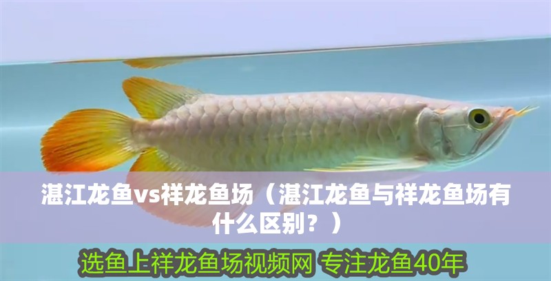 湛江龍魚vs祥龍魚場（湛江龍魚與祥龍魚場有什么區別？）