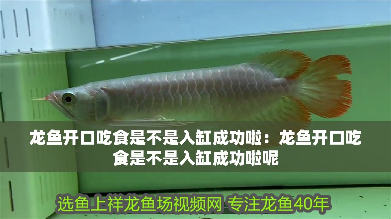 龍魚開口吃食是不是入缸成功啦：龍魚開口吃食是不是入缸成功啦呢