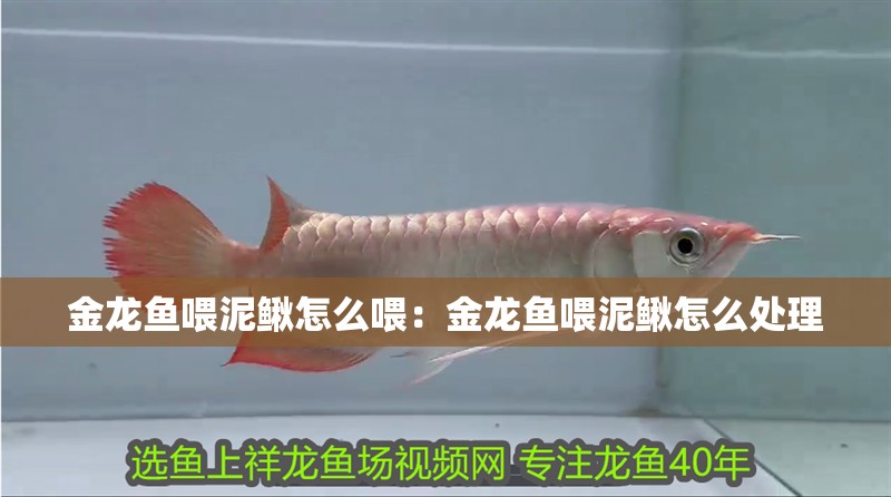 金龍魚喂泥鰍怎么喂：金龍魚喂泥鰍怎么處理