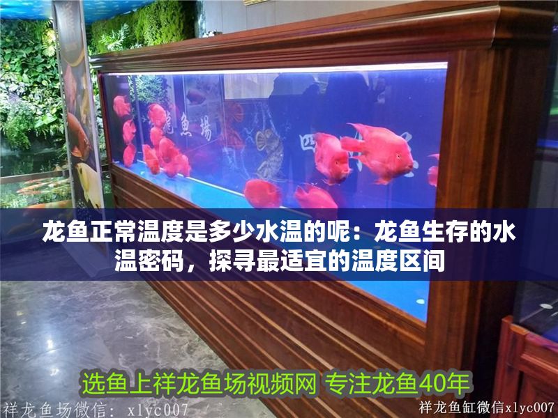 龍魚正常溫度是多少水溫的呢：龍魚生存的水溫密碼，探尋最適宜的溫度區間