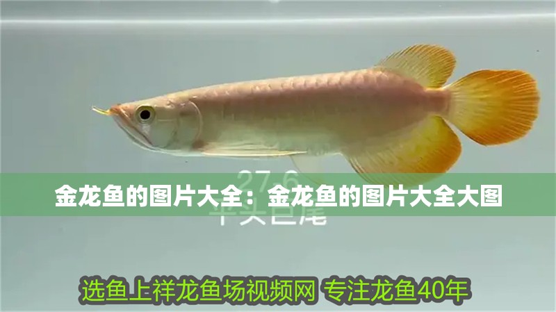 金龍魚的圖片大全：金龍魚的圖片大全大圖