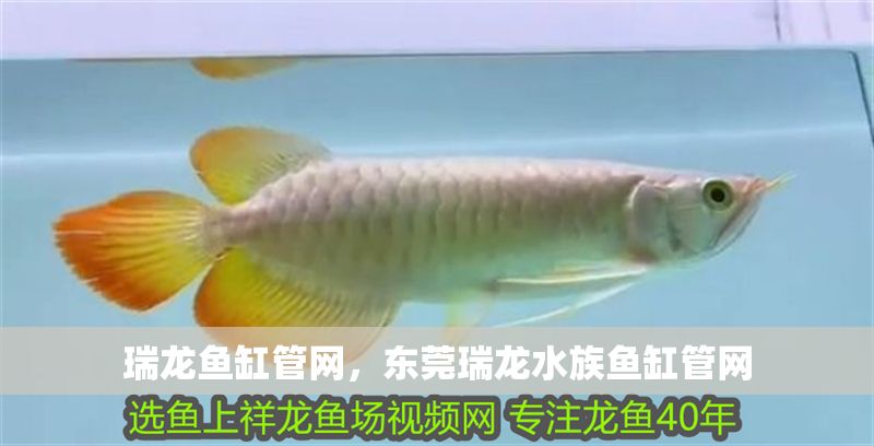 瑞龍魚缸管網(wǎng)，東莞瑞龍水族魚缸管網(wǎng)