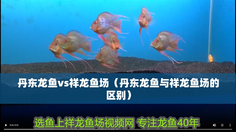 丹東龍魚vs祥龍魚場(chǎng)（丹東龍魚與祥龍魚場(chǎng)的區(qū)別）