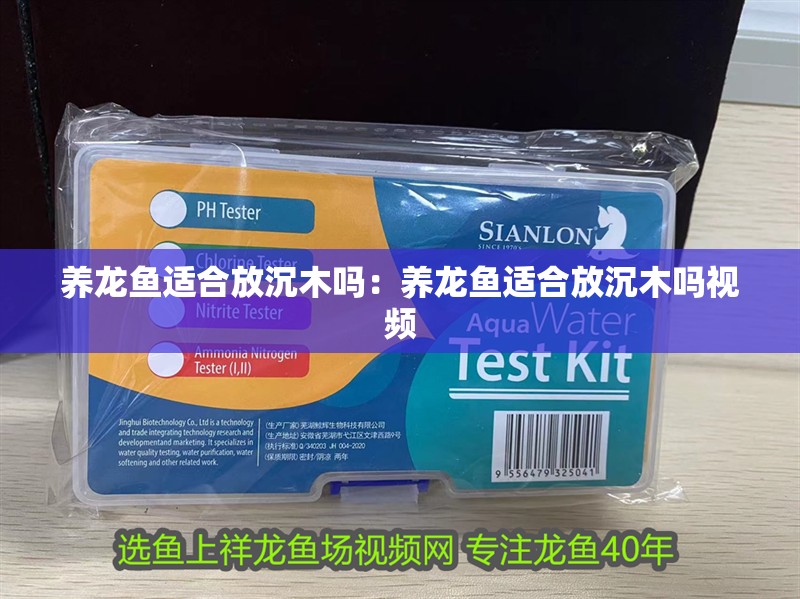 養龍魚適合放沉木嗎：養龍魚適合放沉木嗎視頻