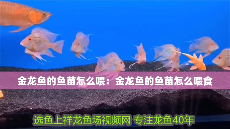 金龍魚的魚苗怎么喂：金龍魚的魚苗怎么喂食
