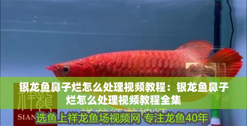 銀龍魚鼻子爛怎么處理視頻教程：銀龍魚鼻子爛怎么處理視頻教程全集