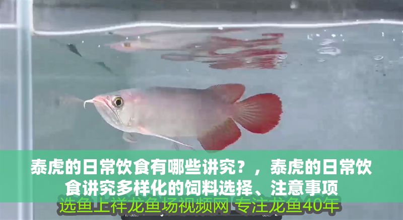 泰虎的日常飲食有哪些講究？，泰虎的日常飲食講究多樣化的飼料選擇、注意事項