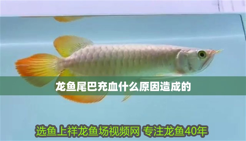 龍魚尾巴充血什么原因造成的 龍魚尾巴充血什么原因造成的 龍魚百科 第2張