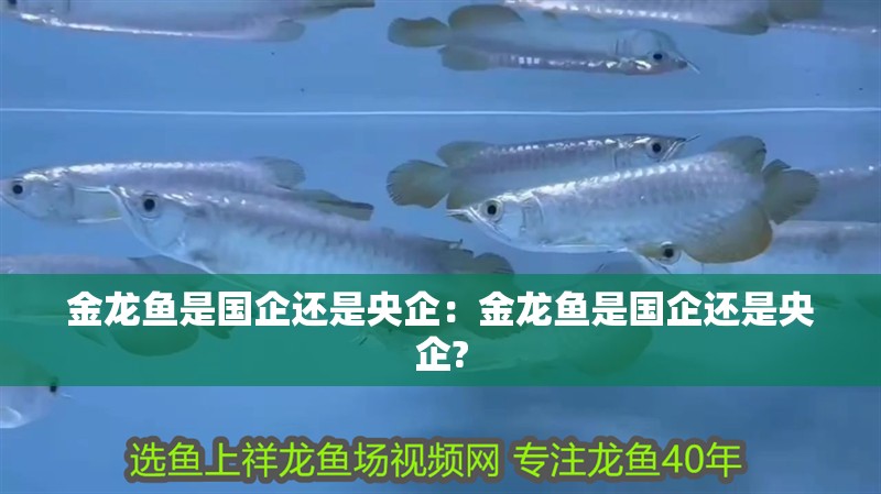 金龍魚是國企還是央企：金龍魚是國企還是央企?