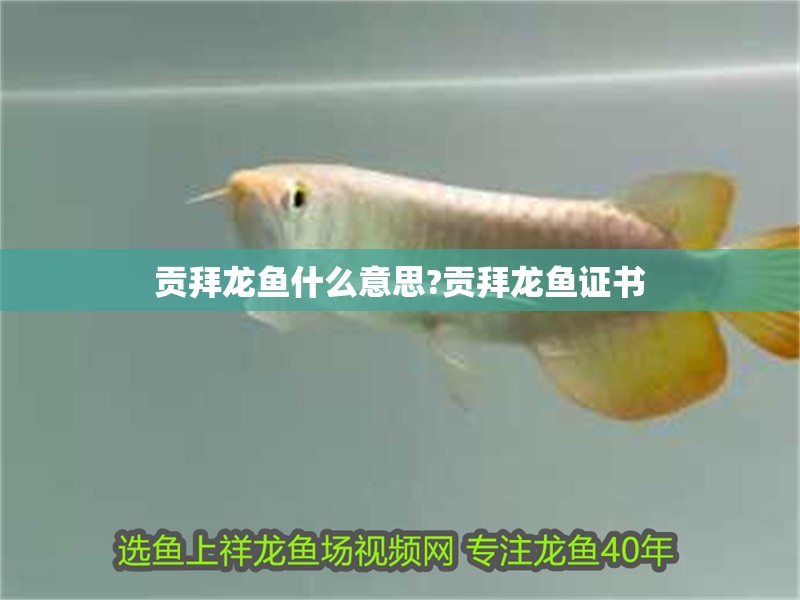 貢拜龍魚什么意思?貢拜龍魚證書