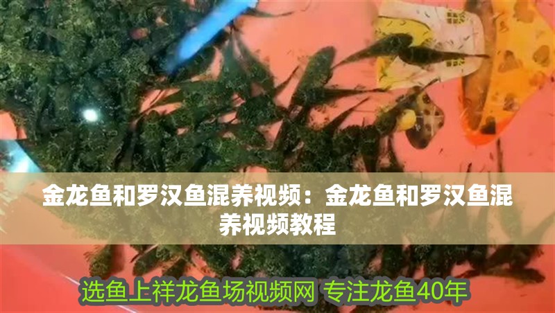 金龍魚和羅漢魚混養視頻：金龍魚和羅漢魚混養視頻教程
