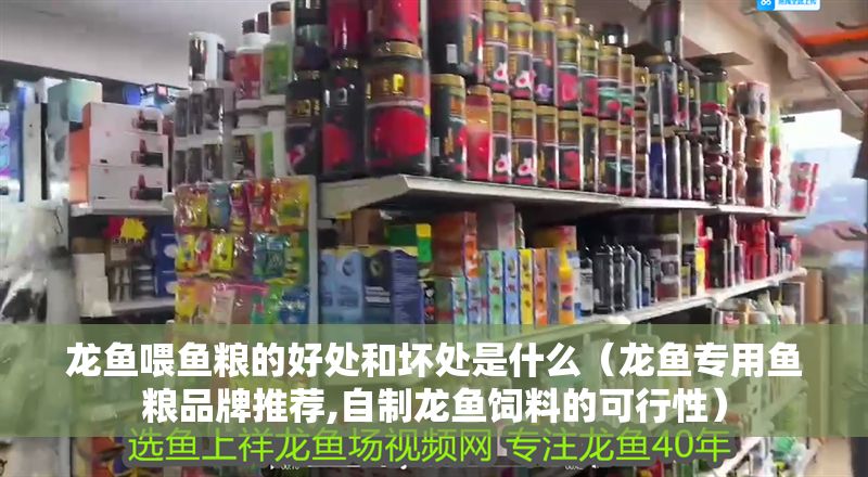 詳細(xì)閱讀:龍魚喂魚糧的好處和壞處是什么(龍魚專用魚糧品牌推薦,自制龍魚飼料的可行性) 龍魚喂魚糧的好處和壞處是什么(龍魚專用魚糧品牌推薦,自制龍魚飼料的可行性)