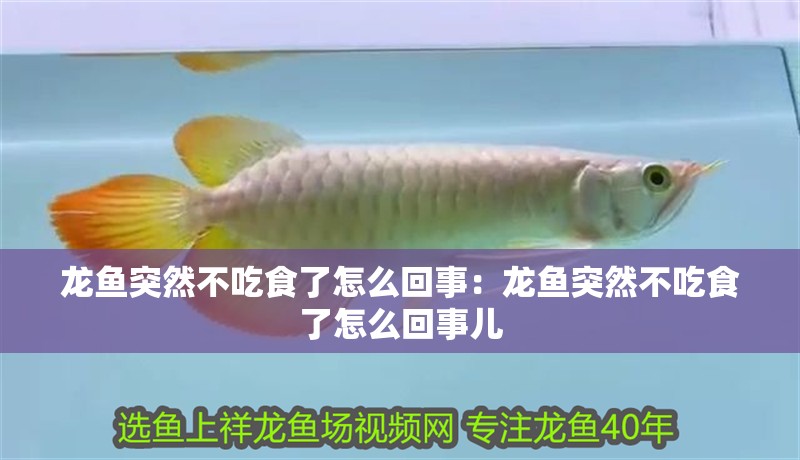 龍魚突然不吃食了怎么回事：龍魚突然不吃食了怎么回事兒