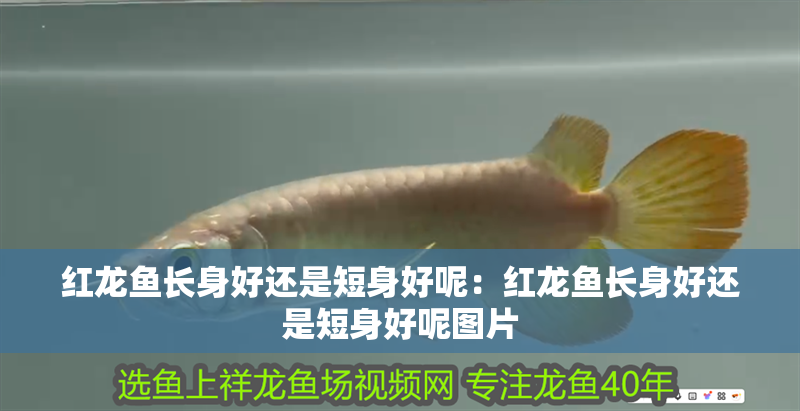 紅龍魚長身好還是短身好呢：紅龍魚長身好還是短身好呢圖片