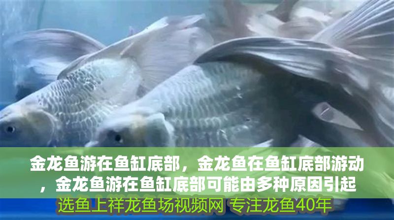 金龍魚游在魚缸底部，金龍魚在魚缸底部游動，金龍魚游在魚缸底部可能由多種原因引起