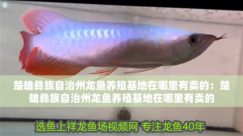 楚雄彝族自治州龍魚養殖基地在哪里有賣的：楚雄彝族自治州龍魚養殖基地在哪里有賣的 楚雄彝族自治州龍魚養殖基地在哪里有賣的：楚雄彝族自治州龍魚養殖基地在哪里有賣的 水族問答