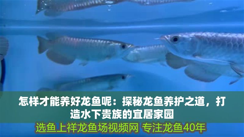 怎樣才能養好龍魚呢：探秘龍魚養護之道，打造水下貴族的宜居家園