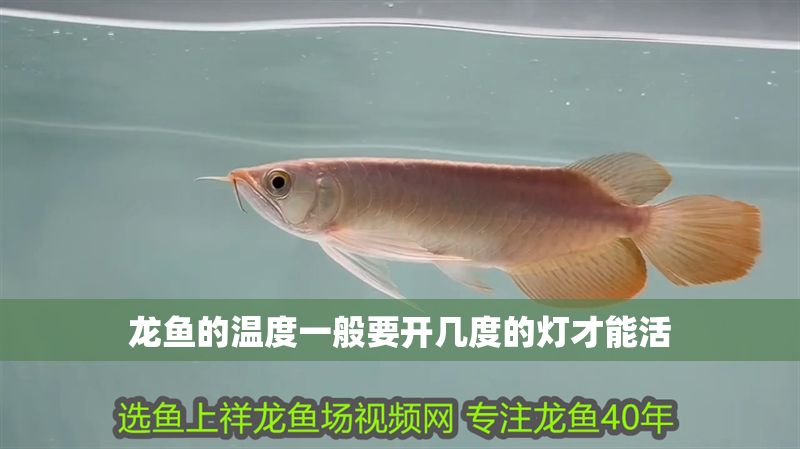 龍魚(yú)的溫度一般要開(kāi)幾度的燈才能活