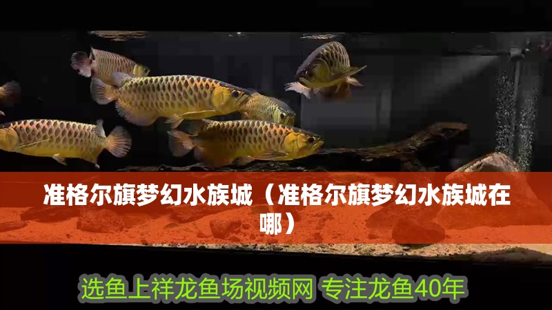 準格爾旗夢幻水族城（準格爾旗夢幻水族城在哪）