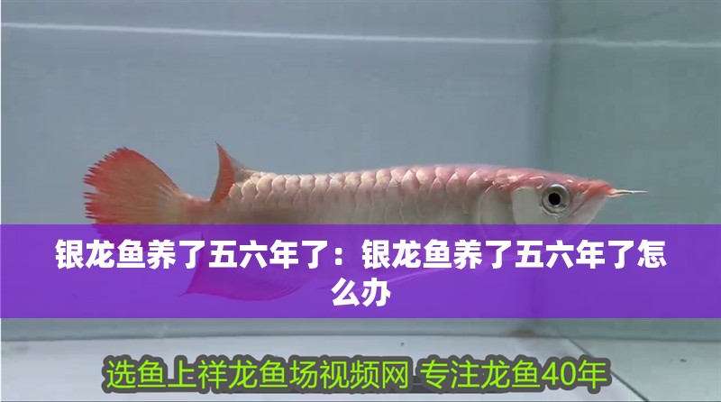銀龍魚養(yǎng)了五六年了：銀龍魚養(yǎng)了五六年了怎么辦