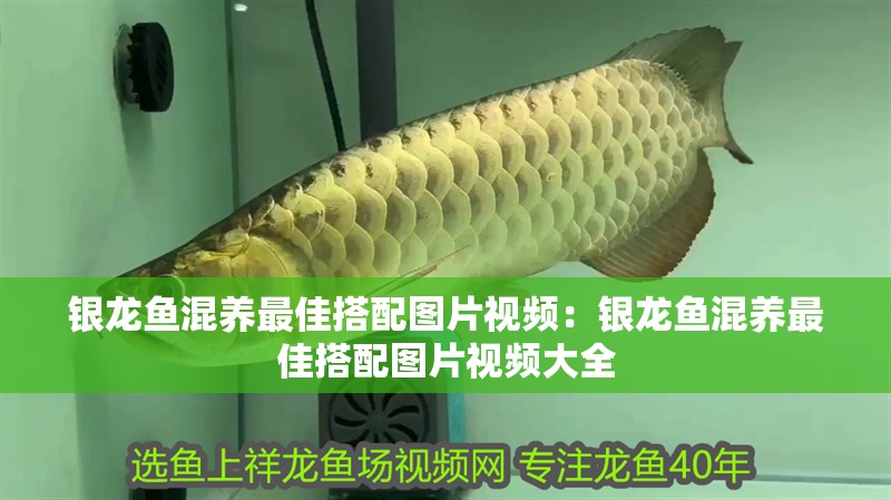 銀龍魚混養最佳搭配圖片視頻：銀龍魚混養最佳搭配圖片視頻大全