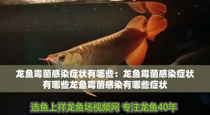 龍魚霉菌感染癥狀有哪些：龍魚霉菌感染癥狀有哪些龍魚霉菌感染有哪些癥狀