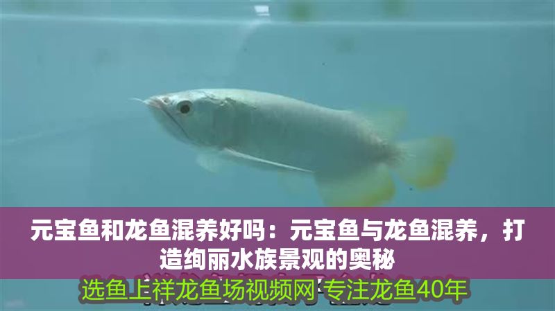 元寶魚和龍魚混養好嗎：元寶魚與龍魚混養，打造絢麗水族景觀的奧秘