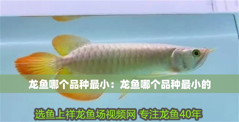 龍魚(yú)哪個(gè)品種最小：龍魚(yú)哪個(gè)品種最小的