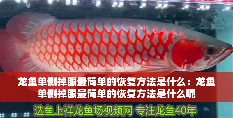龍魚單側掉眼最簡單的恢復方法是什么：龍魚單側掉眼最簡單的恢復方法是什么呢