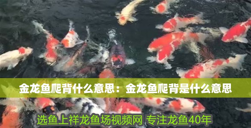 金龍魚爬背什么意思：金龍魚爬背是什么意思