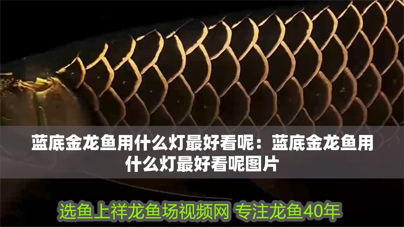 藍底金龍魚用什么燈最好看呢：藍底金龍魚用什么燈最好看呢圖片