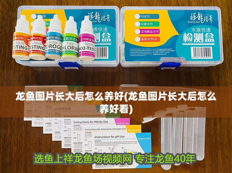 龍魚圖片長大后怎么養好(龍魚圖片長大后怎么養好看)