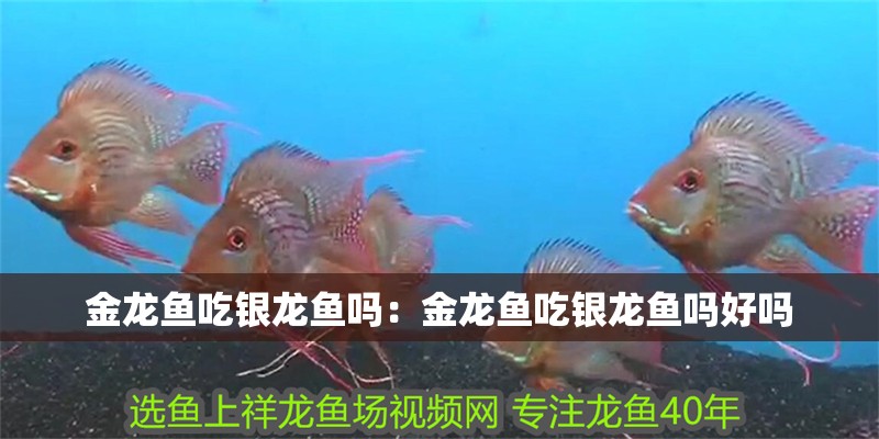金龍魚吃銀龍魚嗎：金龍魚吃銀龍魚嗎好嗎