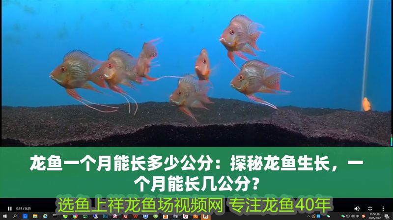 龍魚一個月能長多少公分：探秘龍魚生長，一個月能長幾公分？
