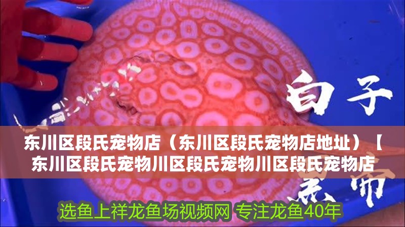 東川區段氏寵物店（東川區段氏寵物店地址）【東川區段氏寵物川區段氏寵物川區段氏寵物店探討寵物店】