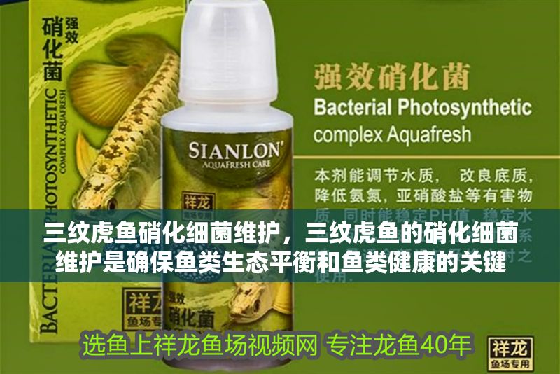 三紋虎魚(yú)硝化細(xì)菌維護(hù)，三紋虎魚(yú)的硝化細(xì)菌維護(hù)是確保魚(yú)類(lèi)生態(tài)平衡和魚(yú)類(lèi)健康的關(guān)鍵