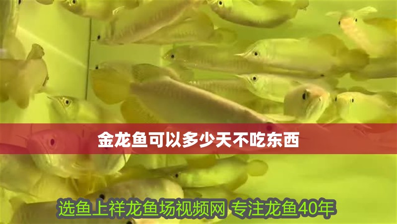 金龍魚可以多少天不吃東西