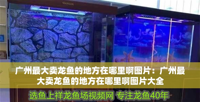 廣州最大賣龍魚的地方在哪里啊圖片：廣州最大賣龍魚的地方在哪里啊圖片大全
