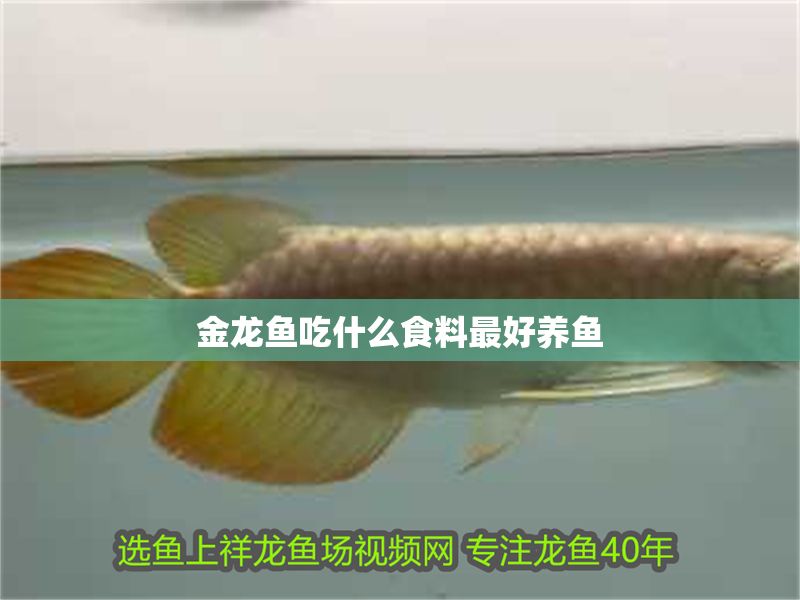 金龍魚吃什么食料最好養魚