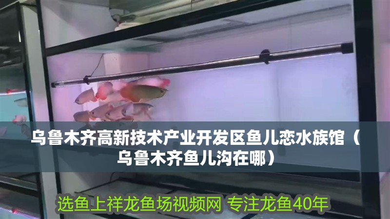 烏魯木齊高新技術產業開發區魚兒戀水族館（烏魯木齊魚兒溝在哪）