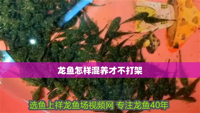 龍魚怎樣混養才不打架