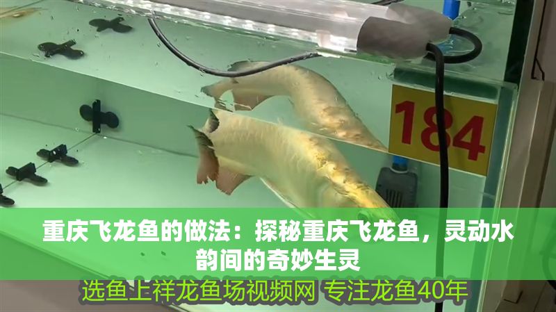 重慶飛龍魚的做法：探秘重慶飛龍魚，靈動水韻間的奇妙生靈