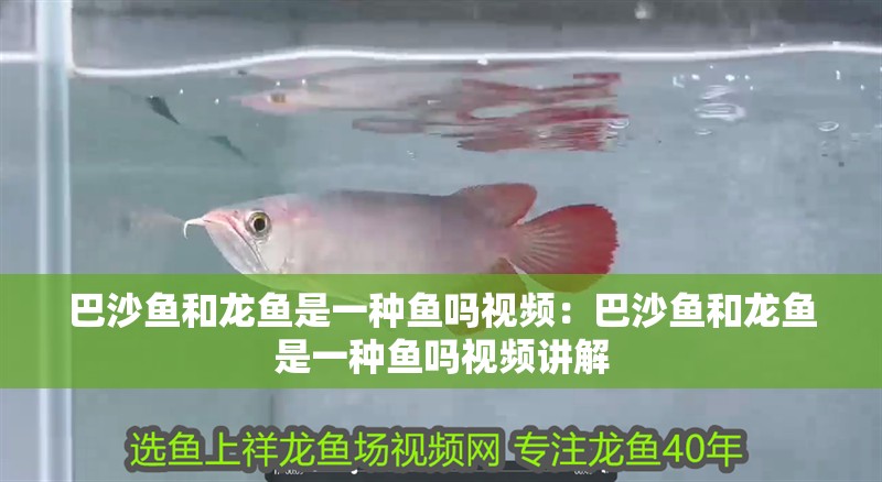 龍魚能吃豬肉嗎怎么喂食：龍魚可以吃豬肉嗎？